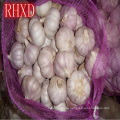 fresh garlic producers